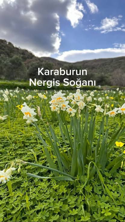 Erva Botanik ile Nergiz üretimi, Karaburun nergizi yetiştiriciliği